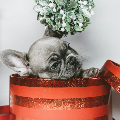 De ce oferirea animalelor cadou nu este o alegere potrivită