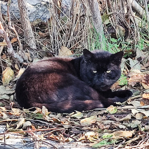 Poliția din Constanța investighează un caz de rănire a unei pisici