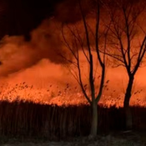 Incendiu în zona de Nord a orașului Sulina - Vegetația afectată, dar fără pagube importante
