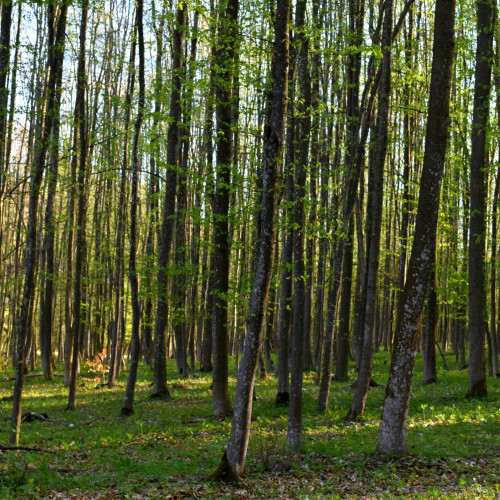 Liceul Anastasie Basota din Botoșani, cel mai bogat din România, deține 1.700 hectare de pădure