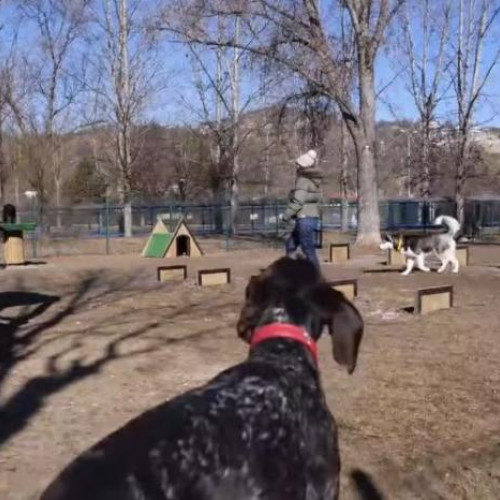 Primăria Cluj-Napoca criticată pentru amenajările din Parcul de câini Între Lacuri