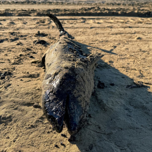 Cel puțin 32 de delfini au murit din cauza deversării de petrol în strâmtoarea Kerci