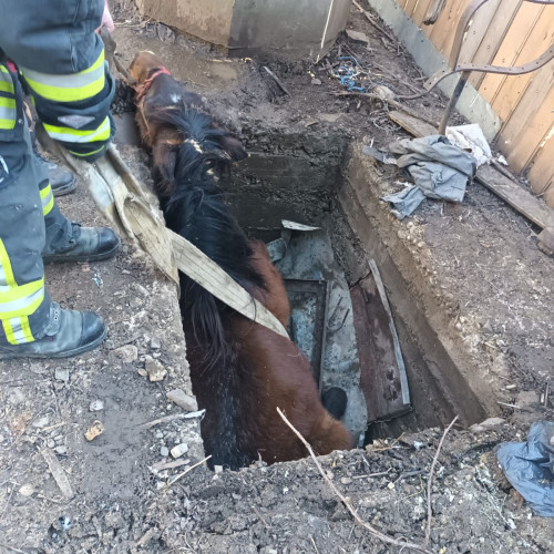 Pompierii intervin pentru salvarea unui cal cazut într-un bazin dezafectat