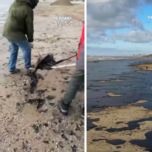 32 de delfini au murit în Marea Neagră din cauza poluării