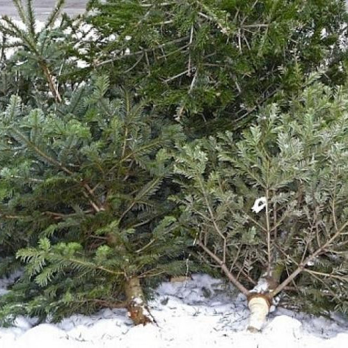 Clujenii pot scăpa gratuit de bradul de Crăciun până pe 15 ianuarie