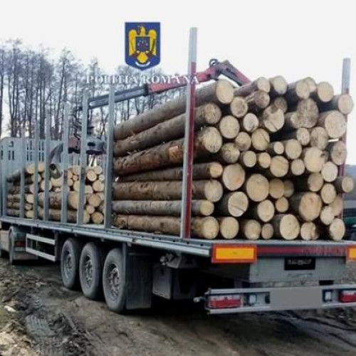 Tăierile ilegale de păduri continuă să afecteze România