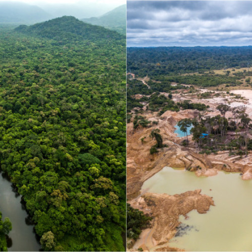 Alianțe criminale devastează pădurile Amazonului la granița dintre Peru, Columbia și Brazilia