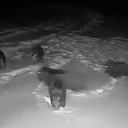 O confruntare dramatică între porci mistreți și lupi în pădurea din Rachitele