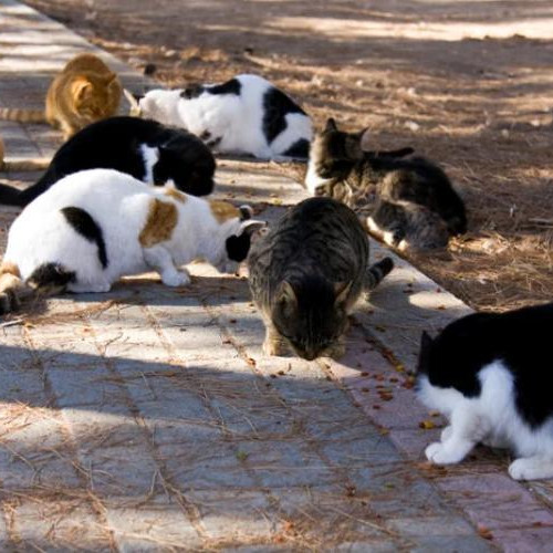 Bărbat din Cluj, acuzat că hrănește animalele și deranjează locuitorii