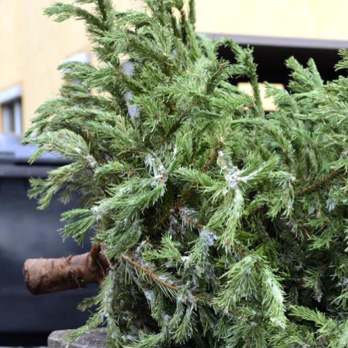 Campania de colectare a brazilor de Crăciun a început în comuna Florești