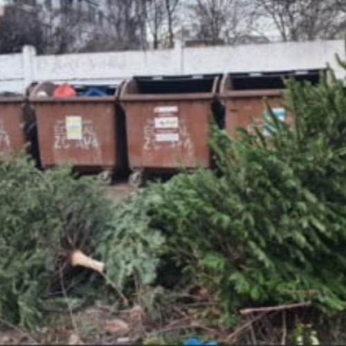 Campanie de colectare a brazilor de Crăciun în Florești