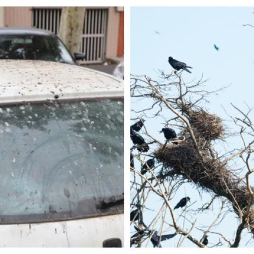 Problema ciorilor deranjează locuitorii de pe strada Donath din cartierul Grigorescu