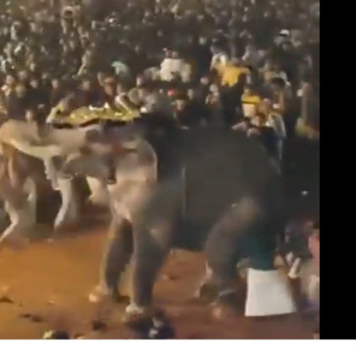 Elefant violent rănește peste 20 de persoane la un festival din Kerala