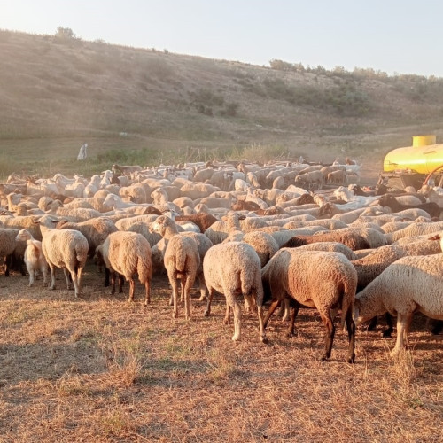 Vizita delegației saudite în România pentru controlul sănătății animalelor