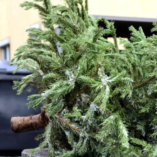 Locuitorii din zonele de blocuri pot duce brazii la platformele de colectare