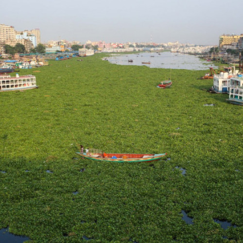 Criza lacului Naivasha din Kenya: zambila de apă amenință ecosistemul și economia locală