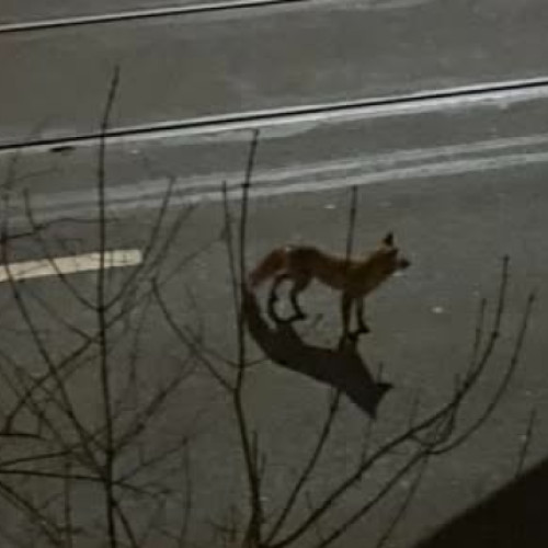 O vulpe surprinsă pe străzile cartierului clujean Plopilor