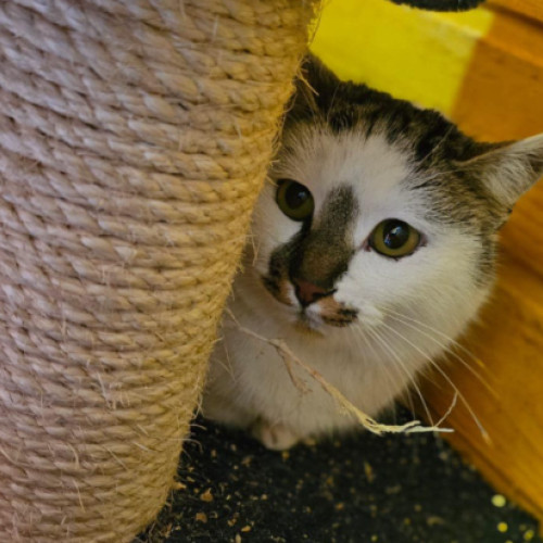 Salvarea unei grupări de pisici din Sinaia, de către voluntari dedicați