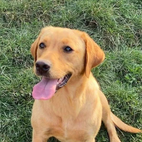 Bella, căutată disperat de stăpânii ei în Sucutard