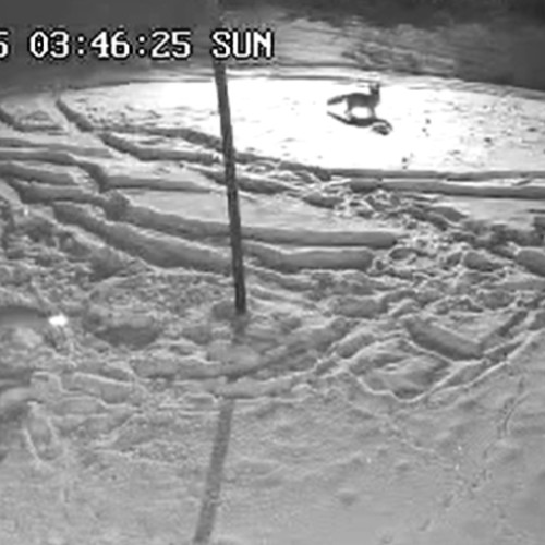 O întâlnire emoționantă între un lup și o vulpe surprinsă în pădurile din Răchițele