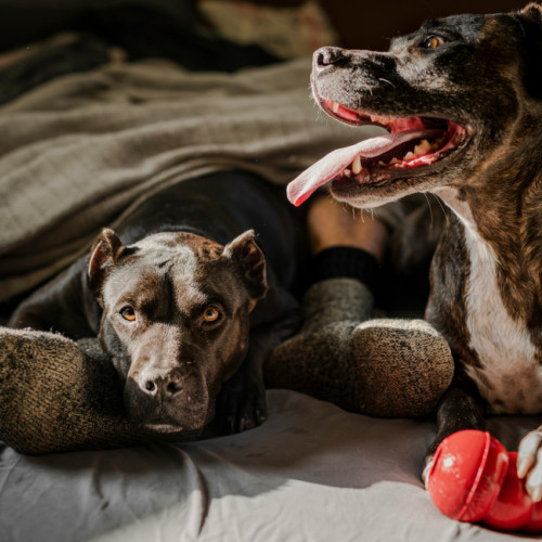 Anxietatea la câini: o problemă frecventă ce afectează sănătatea animalelor de companie