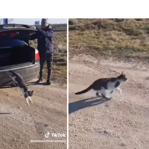 Ancheta IPJ Constanța după eliberarea unei pisici pe câmp