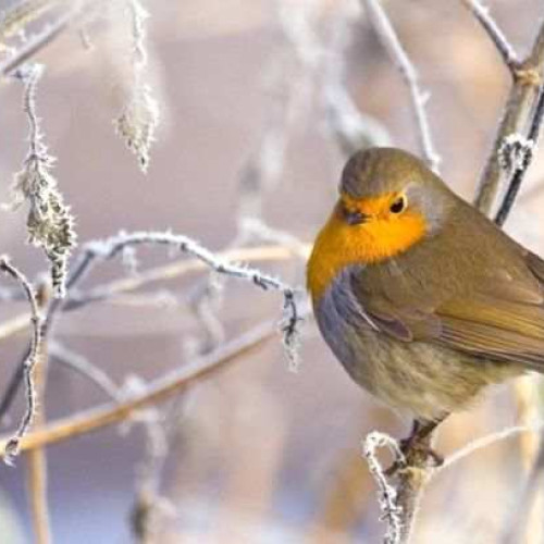 Prognoza meteo pentru următoarele patru săptămâni: temperaturi mai ridicate decât normalul