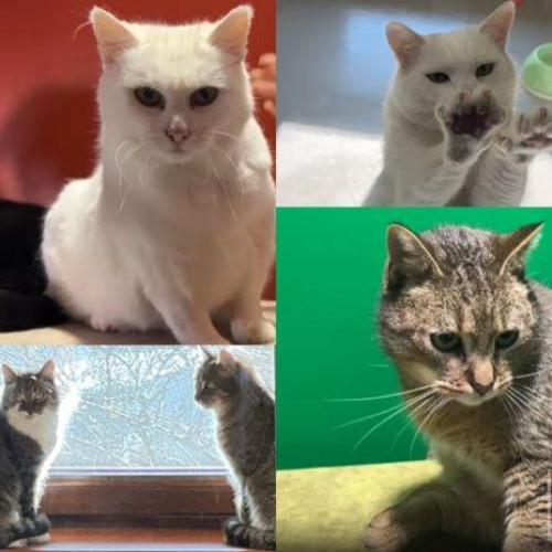 O cafenea din Botoșani oferă un adăpost pentru peste 100 de pisici