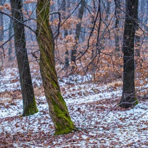 Proiectil neexplodat descoperit în pădurea din Horlăceni