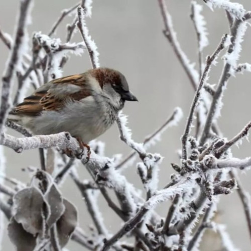Schimbări în prognoza meteo: temperaturi de primăvară și precipitații deficitare