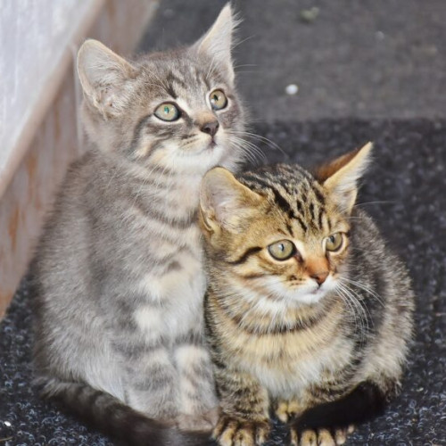 Dispozitiv inteligent pentru hrănirea pisicilor fără stăpân, inaugurat în Parcul Tineretului