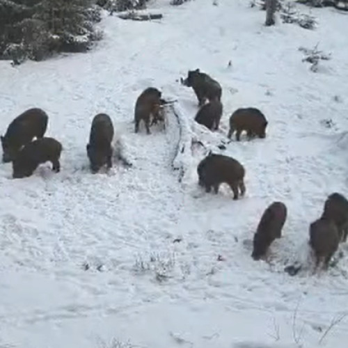 O turmă de porci mistreți surprinsă în Parcul Natural Apuseni