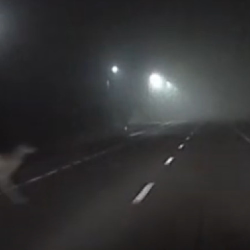 Un șofer din Cluj a avut parte de o întâlnire neașteptată cu un animal sălbatic