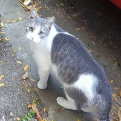 Un bărbat a fost amendat cu 10.000 de lei pentru abandonarea unei pisici în Dâmbovița