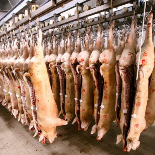 Scăderi în sacrificările de animale în noiembrie 2024