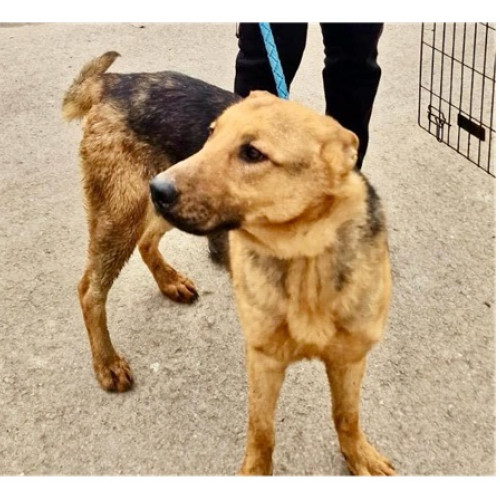 Câinele lup salvat din lacul Tabăcăriei a fost adoptat