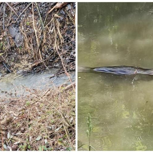 Problema castorilor pe strada Câmpului din Cluj-Napoca creează tensiuni în comunitate