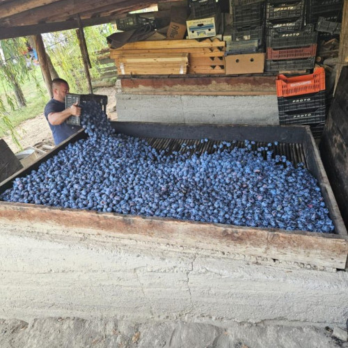 România participă la "Săptămâna Verde 2025" de la Berlin