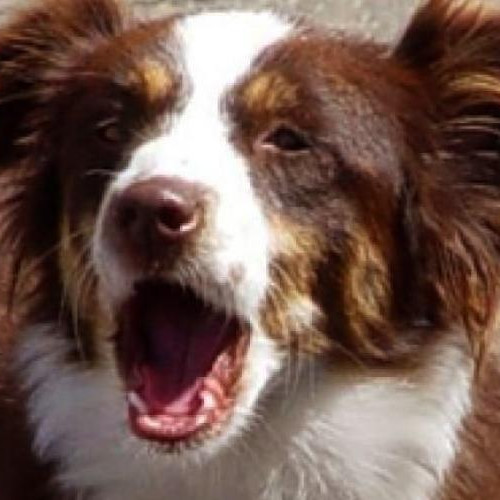 Clujean din Mărăști se plânge de câini agresivi în parc