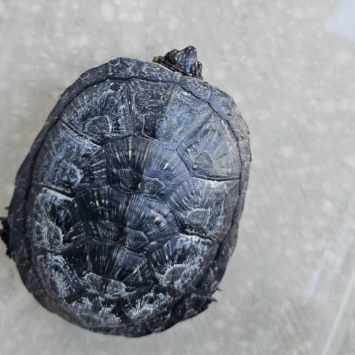 O broască țestoasă protejată a fost recuperată ilegal la Botoșani