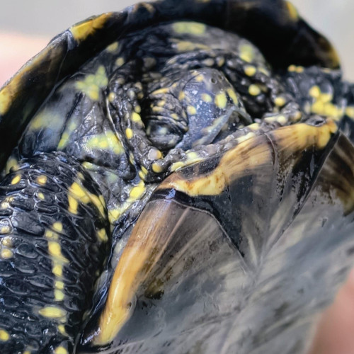 Botoșănean prins de Poliția Animalelor pentru vânzarea unei broaște țestoase