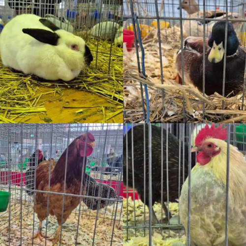 A doua ediție a „Cupei Ardealului” aduce zeci de animale și păsări în Vintu de Jos