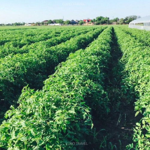 Ferma Kotys, disponibilă pentru vânzare în Constanța