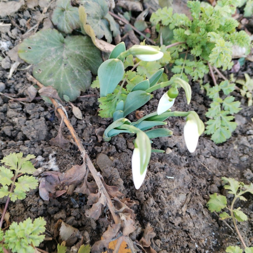 Vremea extrem de caldă surprinde natura: ghioceii au apărut deja la Botoșani