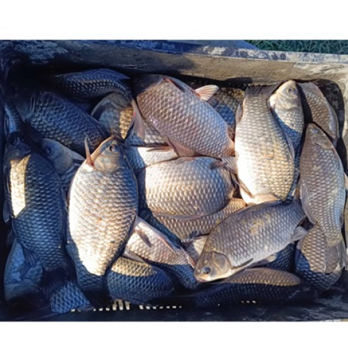 Descoperire de pește de contrabandă de către jandarmii din Constanța