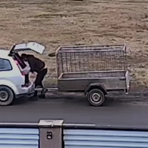 Un bărbat din Botoșani a fost filmat aruncând un cățel pe un câmp din Săvenii