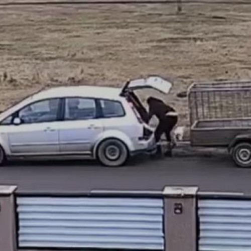 Incident șocant în Săveni: un câine abandonat pe câmp