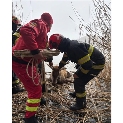 Cerb salvat de pe o suprafață fragilă de gheață
