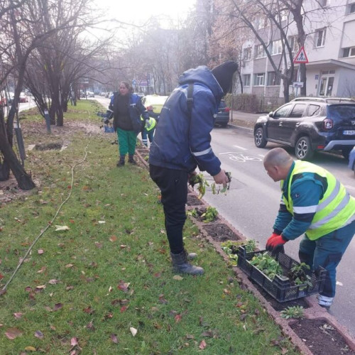 Amenajările peisagistice din Sectorul 6 devin o oază de frumusețe cu flori decorative