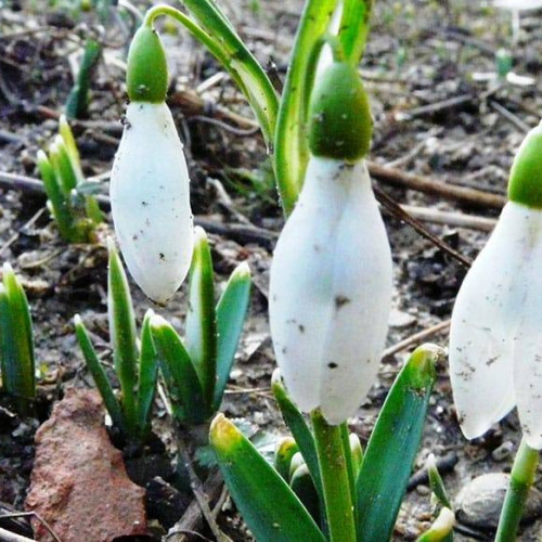 Vreme neobișnuit de caldă pentru începutul anului, ghioceii deja înfloresc